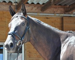 dressage horse Lord Milox (Trakehner, 2012, from E.H. Millennium)