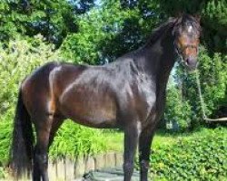 dressage horse Fortissimo CH (Swiss Warmblood, 2014, from For Romance I)