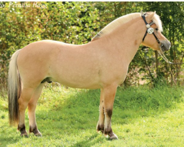 stallion Furumossens FjellTopp 326 (Fjord Horse, 2017, from Fjelltor N.2527)