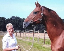 stallion Edinburgh (Hanoverian, 1986, from Eiger I)