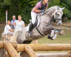 jumper Fantasie 325 (German Riding Pony, 2013, from Greylight)