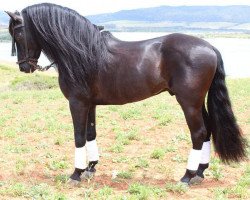 horse Andaluz (Pura Raza Espanola (PRE), 2009)