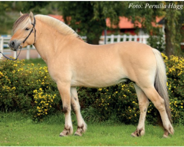 stallion Stolplyckans Topaz (Fjord Horse, 2015, from Furubäcks Io)