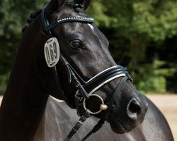 Pferd Wildkatze (Kleines deutsches Reitpferd, 2013, von Beautyful Stallion)