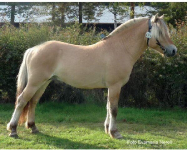 stallion Fricco (Fjord Horse, 2011, from Frederik Skovå)