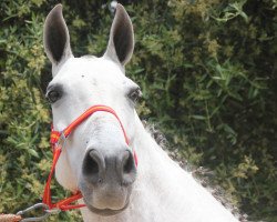 horse Granada (Andalusier,  )