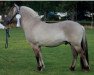 stallion Hertig Hector 308 (Fjord Horse, 2013, from Hirtheguten S.273)