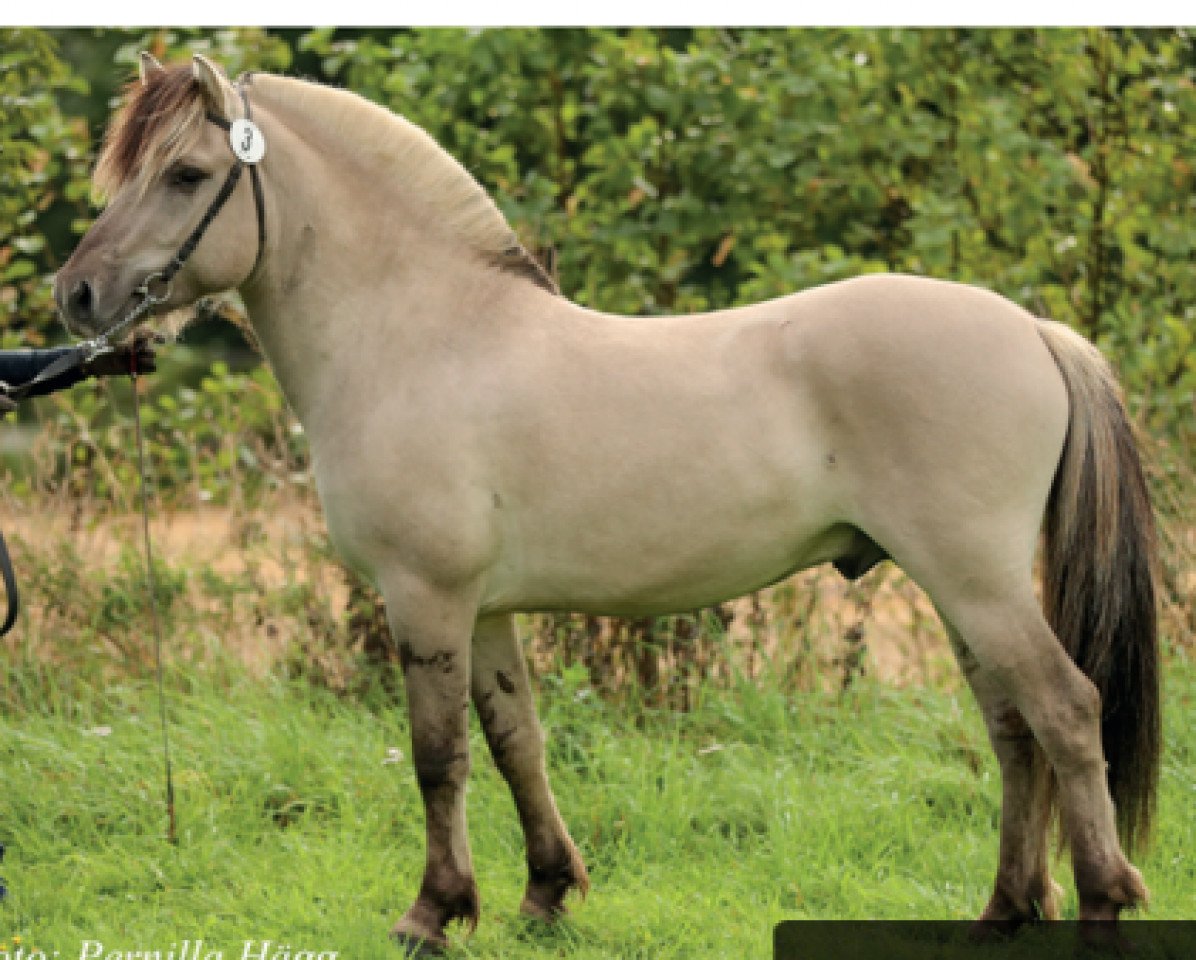stallion Castor Grönkulla (Fjord Horse, 2017, from Brijol)