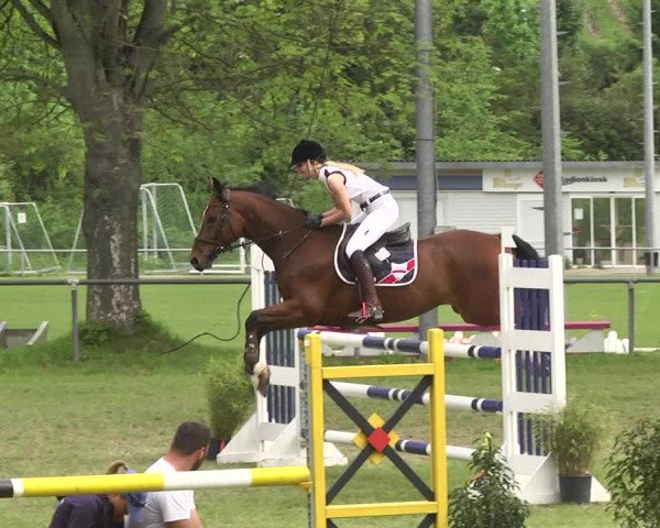 Reitturnier Schwaigern 2017