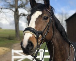 broodmare Rosenrot (Hanoverian, 2006, from Rotspon)