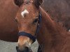 jumper Destiny Blue (Oldenburg show jumper, 2018, from Plot Blue)