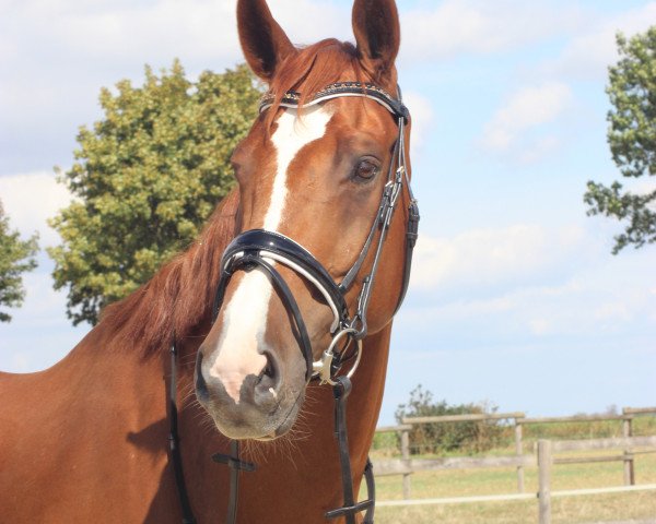 Springpferd Captain Morgan B. (Westfale, 2009, von Fbw Cassius Clay)