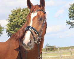 jumper Captain Morgan B. (Westphalian, 2009, from Fbw Cassius Clay)