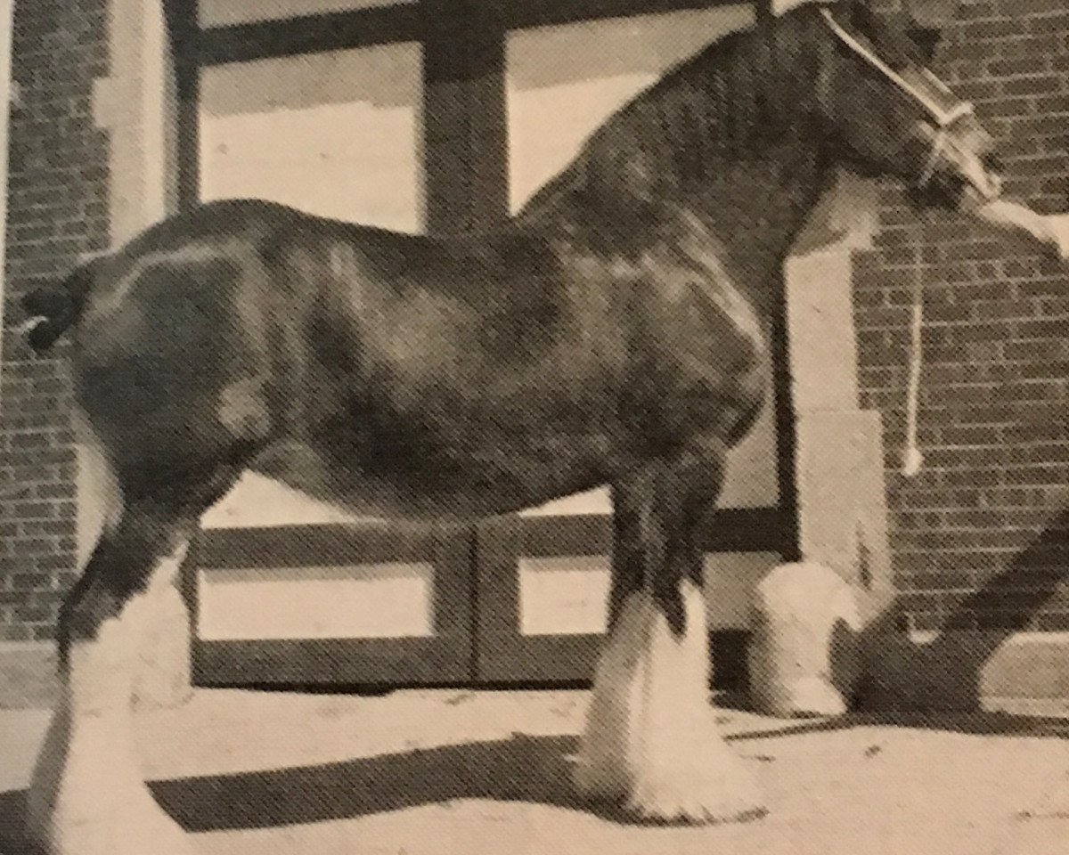 Zuchtstute Barcrest Rosalee (Clydesdale, 1968, von Bardrill Castle)