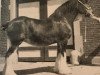 broodmare Barcrest Rosalee (Clydesdale, 1968, from Bardrill Castle)