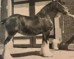 Zuchtstute Barcrest Rosalee (Clydesdale, 1968, von Bardrill Castle)