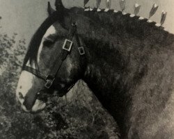 stallion Bardrill Footprint (Clydesdale, 1970, from Doura Excelsior)