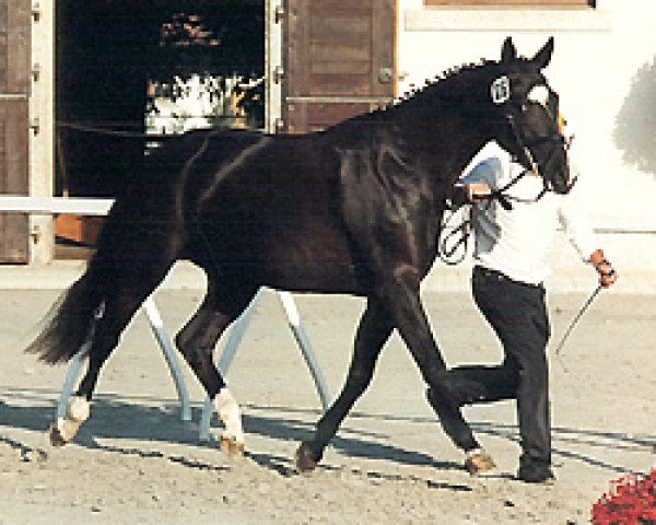 Zuchtstute Valida (Trakehner, 1997, von Kostolany)