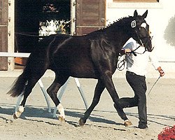 Zuchtstute Valida (Trakehner, 1997, von Kostolany)