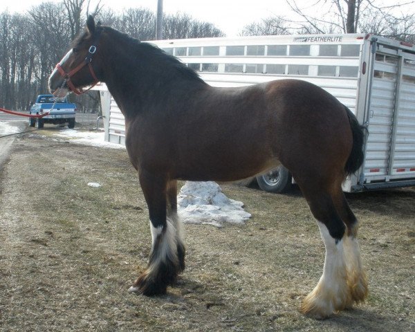 Zuchtstute ACK Gus's Reese (Clydesdale, 2008, von ADKS Gus)