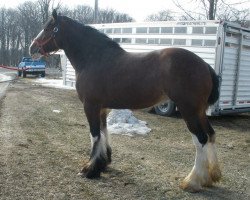 broodmare ACK Gus's Reese (Clydesdale, 2008, from ADKS Gus)