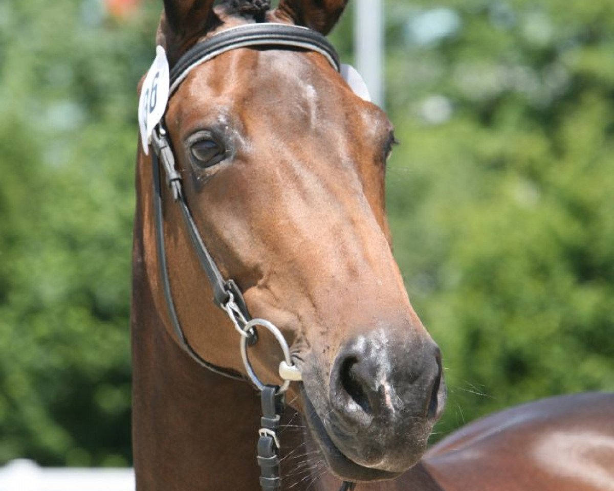 broodmare Guayana RR CH (Swiss Warmblood,  , from Rubinstein I)