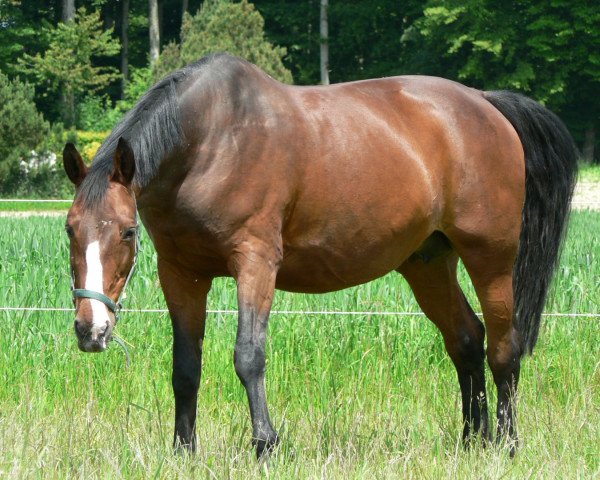 Zuchtstute Gaea (Schweizer Warmblut, 1987, von Indigene de Corday)