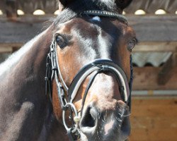 dressage horse Riva's Dream (Oldenburg, 2011, from Rosengold)