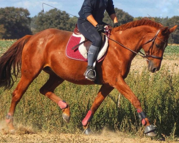 Pferd Wajoma (Hannoveraner, 2006, von Waterford)