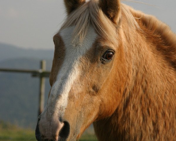 horse Cäsar (Welsh, 1982)