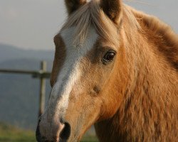 Pferd Cäsar (Welsh, 1982)