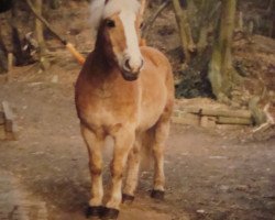 horse Ajax (Haflinger, 1975, from Adel)