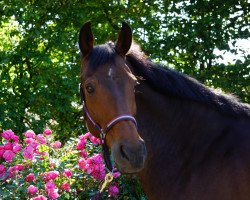 dressage horse Ludewig (Hanoverian, 2005, from Lauries Crusador xx)