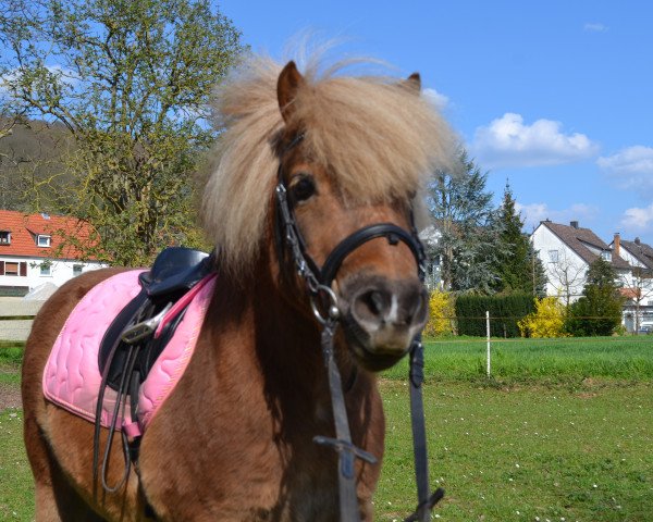 horse Orkan vom Rossberg (Shetland Pony, 2006, from Oke van de Zandkamp)