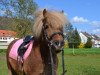 horse Orkan vom Rossberg (Shetland Pony, 2006, from Oke van de Zandkamp)