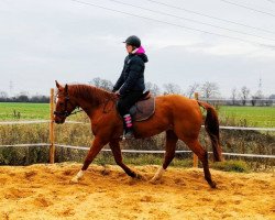 broodmare Etosha (Hanoverian, 2003, from Escudo II)