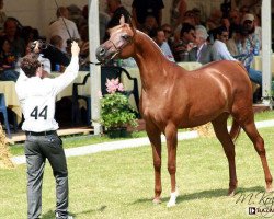 broodmare Perespa ox (Arabian thoroughbred, 2007, from Enzo 1999 ox)