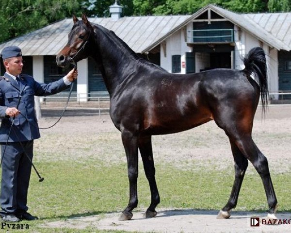 horse Prospero ox (Arabian thoroughbred, 2014, from Kahil Al Shaqab ox)