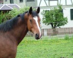 broodmare Millenia (Trakehner, 1999, from Hohenstein I)