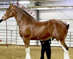 horse Willow Way Prestwick (Clydesdale, 2015, from Willow Way Kelso)