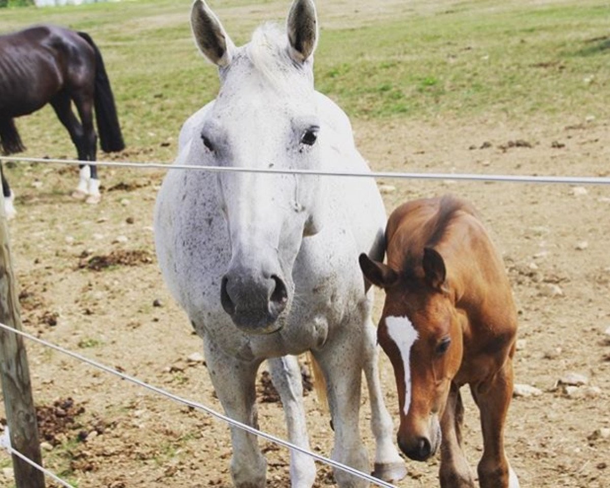 broodmare Laetitia 66 (Württemberger, 2000, from Lancino de L)