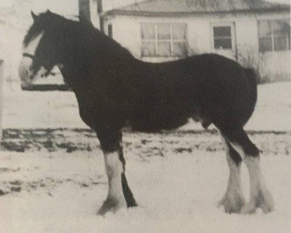 Deckhengst Ayton Final Footprint (Clydesdale, 1989, von Ayton Chieftain)