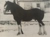 stallion Ayton Final Footprint (Clydesdale, 1989, from Ayton Chieftain)