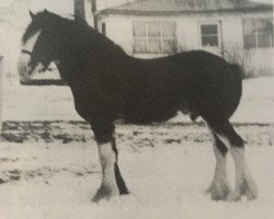 stallion Ayton Final Footprint (Clydesdale, 1989, from Ayton Chieftain)