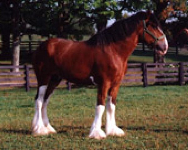 stallion Ayton Final Achievement (Clydesdale, 1993, from Ayton Royal Ideal)