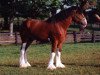 stallion Ayton Final Achievement (Clydesdale, 1993, from Ayton Royal Ideal)