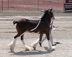 Zuchtstute Achievement's Ayton Joy (Clydesdale, 2003, von Ayton Final Achievement)