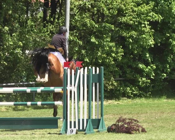 Reitturnier Schwaigern 2017