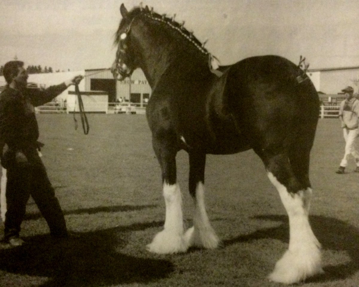 stallion Torrs Jubilant (Clydesdale, 1986, from Torrs Jubilee)