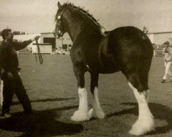 Deckhengst Torrs Jubilant (Clydesdale, 1986, von Torrs Jubilee)